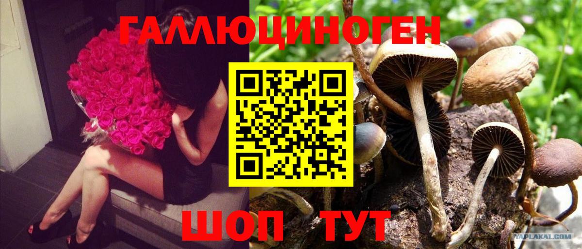 Псилоцибиновые грибы прущие грибы  закладки  Йошкар-Ола  Вход с VPN 